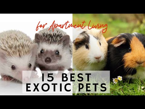 15 Best Exotic Pets for Apartment Living – Learning video