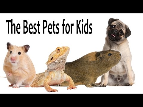 The Best Pets For Kids