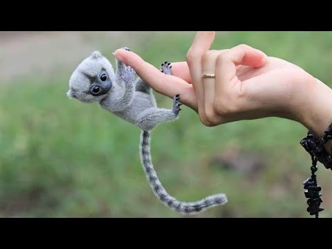 10 Cutest Exotic Animals You Can Own as Pets