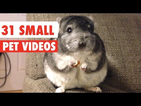 31 Small Pet Videos Compilation 2020