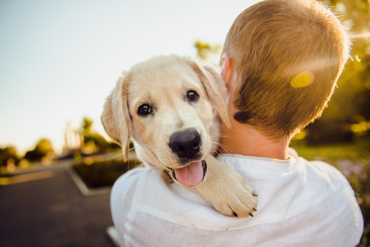 Bedding For Your Golden