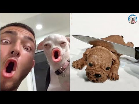 Dog Reactions To Funny Things – Funny Dogs Videos 2022| Pets Town