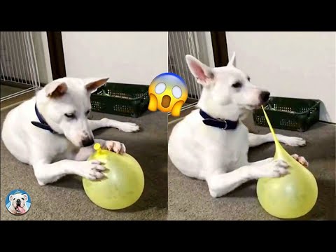 Funny Dog Videos: Pets That Are Just Too Stupid | Pets Town
