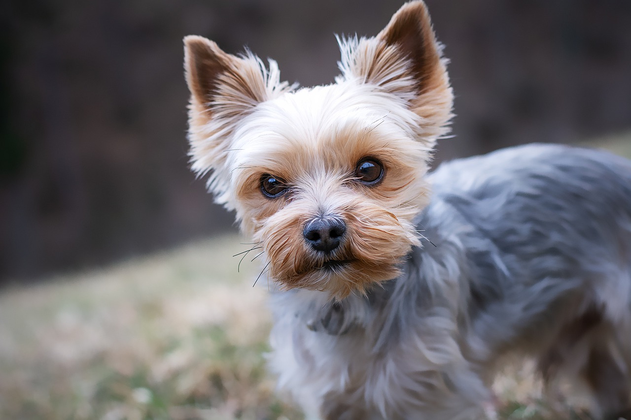 Why Do Small Dogs Help with Hypoallergenic Conditions?