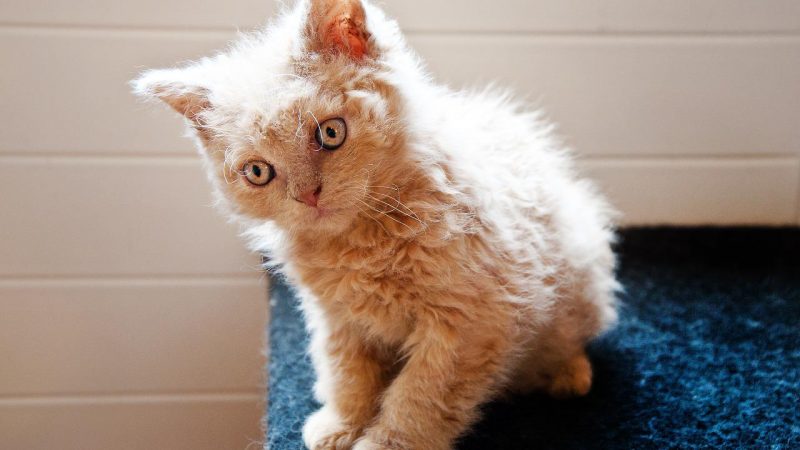 Dealing With Cat Allergies