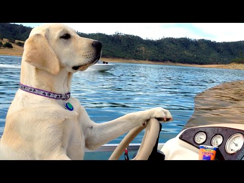 BEST DOGS OF 2021 PT.2 | Funny Pet Videos