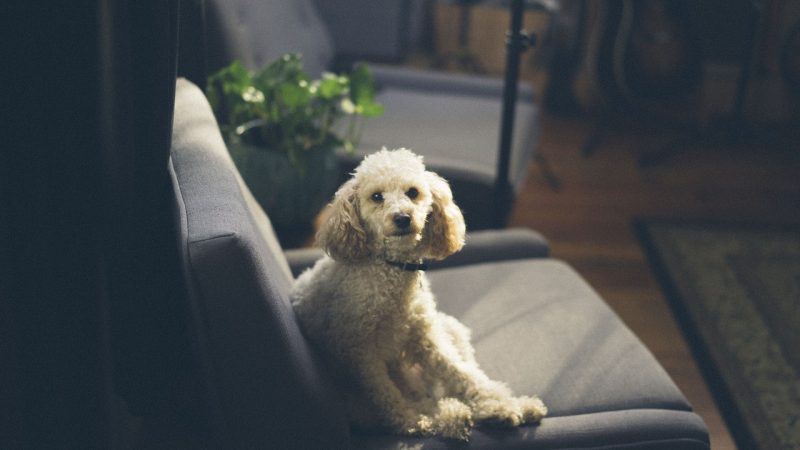 Tips on Buying a Hypoallergenic Dog