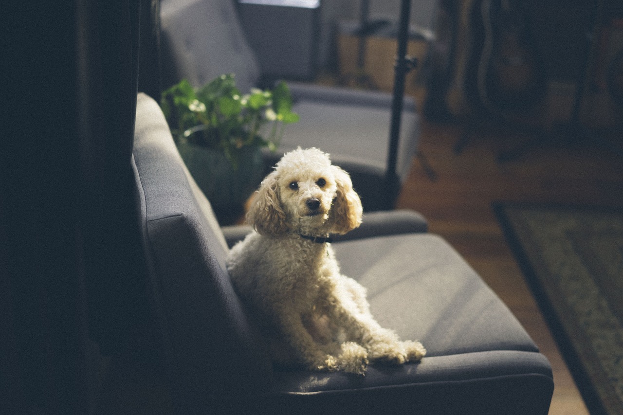 Tips on Buying a Hypoallergenic Dog