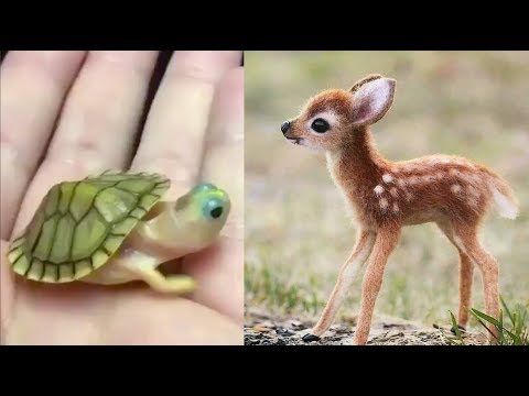 Cute baby animals Videos Compilation cute moment of the animals – Cutest Animals #3