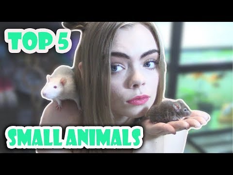 TOP 5 BEST BEGINNER SMALL PETS!! (Cute furry pets!)