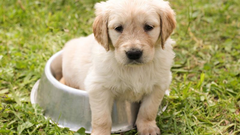 Best Food Bowls for Dogs