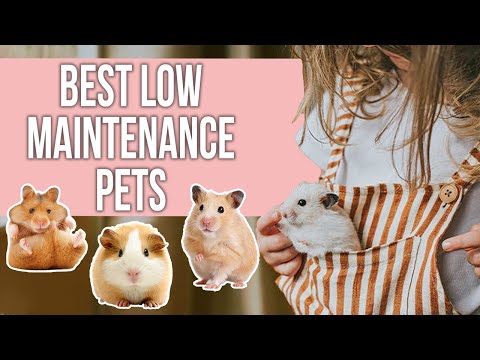 Best Low Maintenance Pets for Busy Pet Owners
