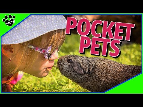 Top 10 Pocket Pets – Best Small Furry Pets