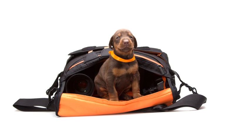 Transporting Your Pet
