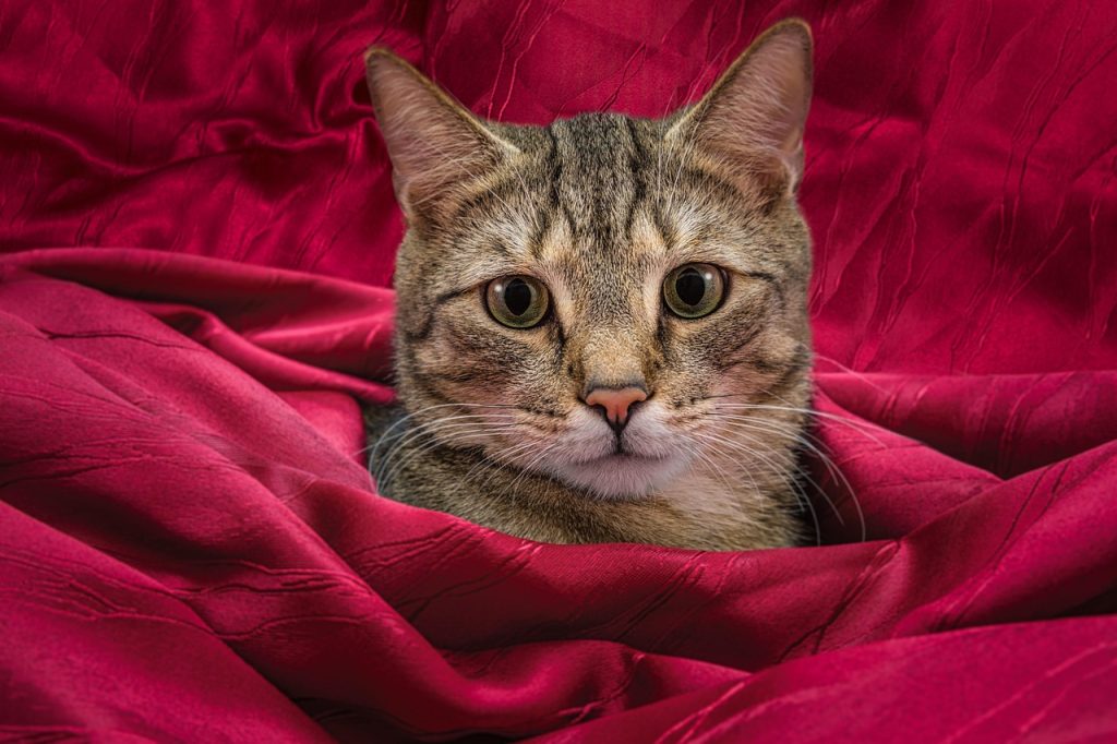 BALANCE Cat Bed Kitten Bed, Washable Round Cat Beds for Indoor Cats, Super Soft Plush Faux Fur Pet Bed for Puppy and Kitten with Anti-Slip Bottom