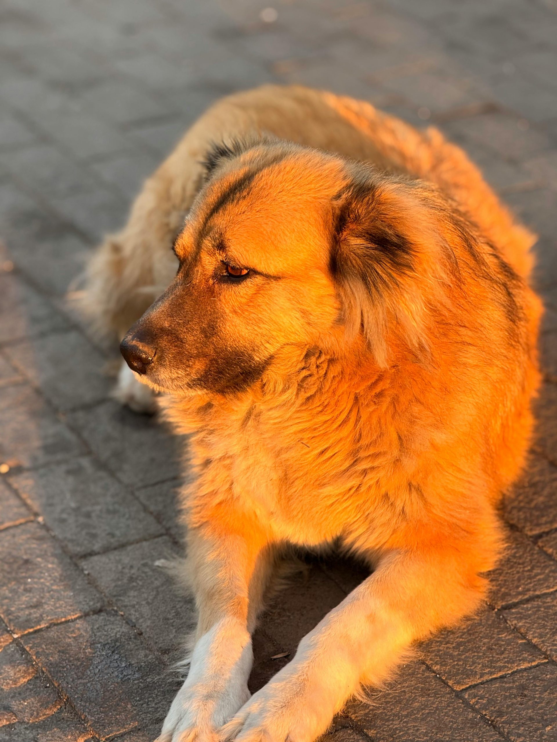 Donut Dog Bed review