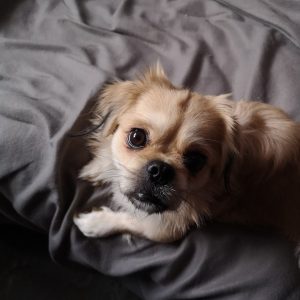 MidWest Homes for Pets QuietTime XXS Dog Bed – White Fleece Bolster, Ultra-Soft and Machine Washable, Fits 18-Inch Crates and Carriers, for Small Dogs and Cats