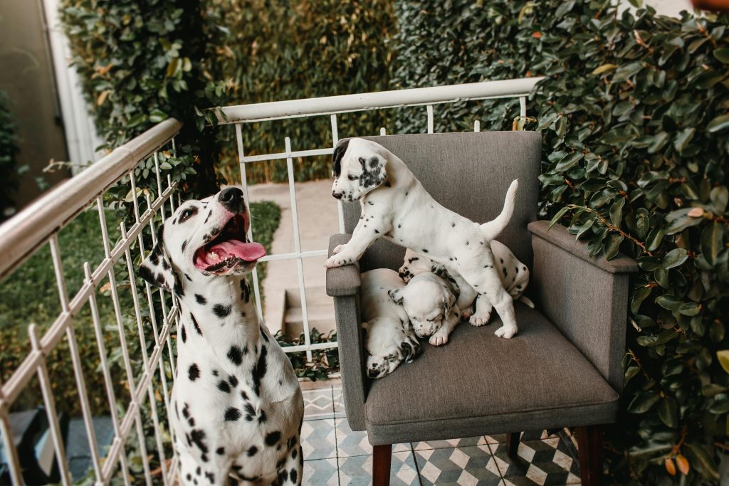 JOLLYVOGUE Small Dog  Cat Beds for Indoor Cats, Donut Cuddler Warming Soft Dog Beds with Anti-Slip Bottom, Round Calming Fluffy Plush Faux Fur Cushion Bed for Small Dogs (20, Smoke Grey)