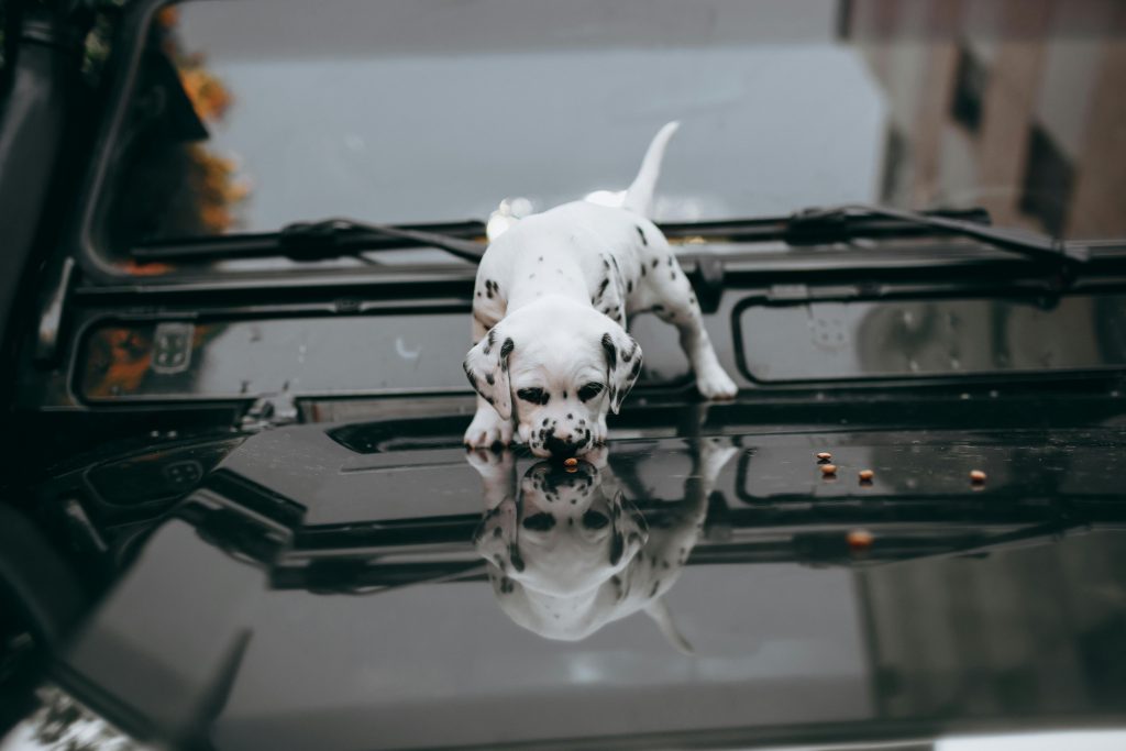 JOLLYVOGUE Small Dog  Cat Beds for Indoor Cats, Donut Cuddler Warming Soft Dog Beds with Anti-Slip Bottom, Round Calming Fluffy Plush Faux Fur Cushion Bed for Small Dogs (20, Smoke Grey)