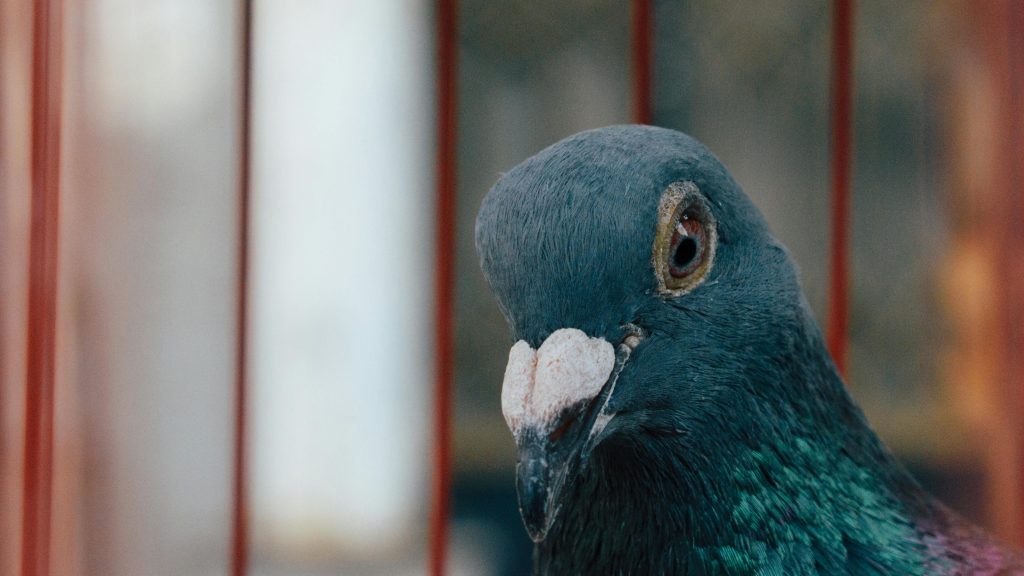 JOLLYVOGUE Small Dog  Cat Beds for Indoor Cats, Donut Cuddler Warming Soft Dog Beds with Anti-Slip Bottom, Round Calming Fluffy Plush Faux Fur Cushion Bed for Small Dogs (20, Smoke Grey)