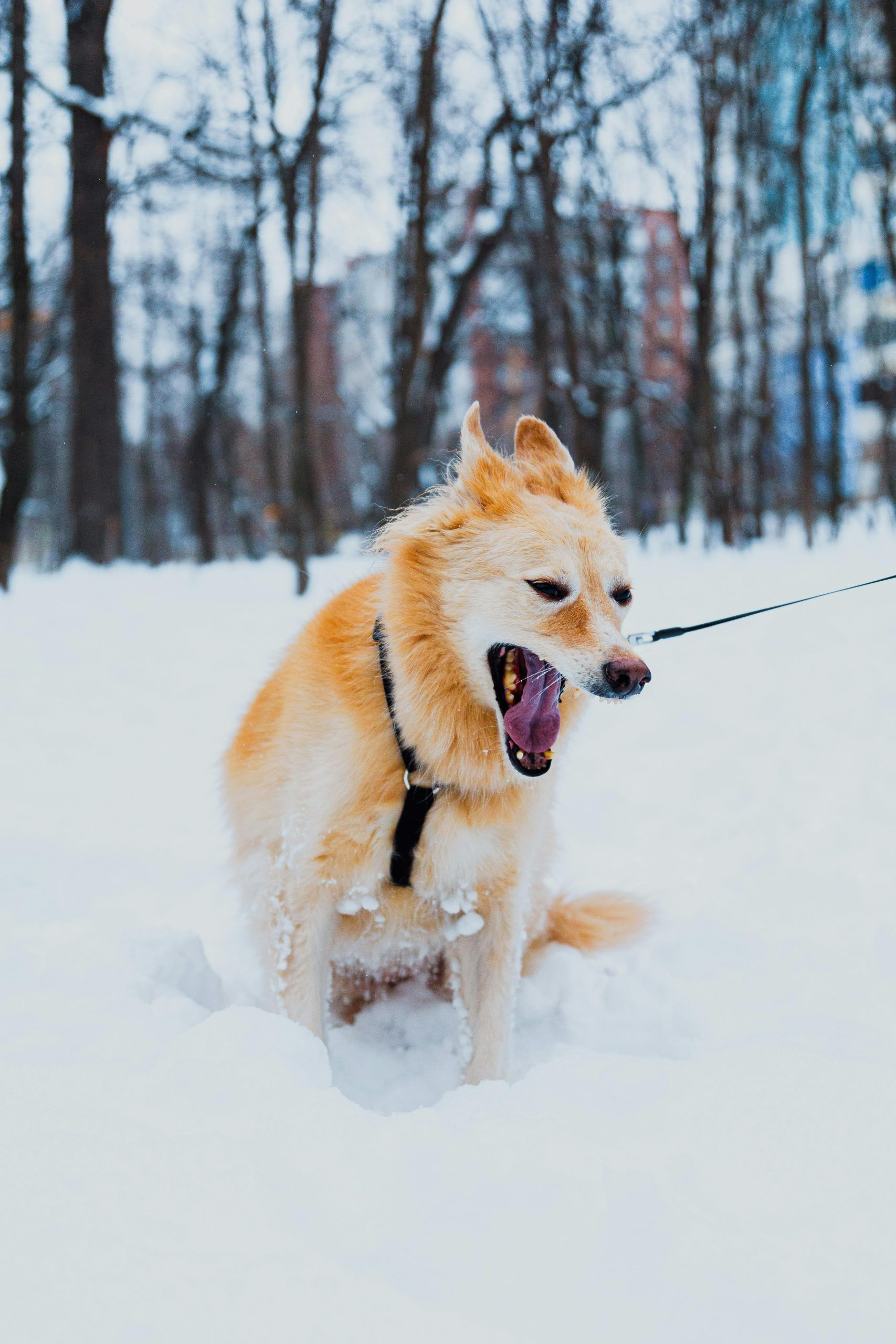 Best Puppy Bed For Small Dogs And Puppies