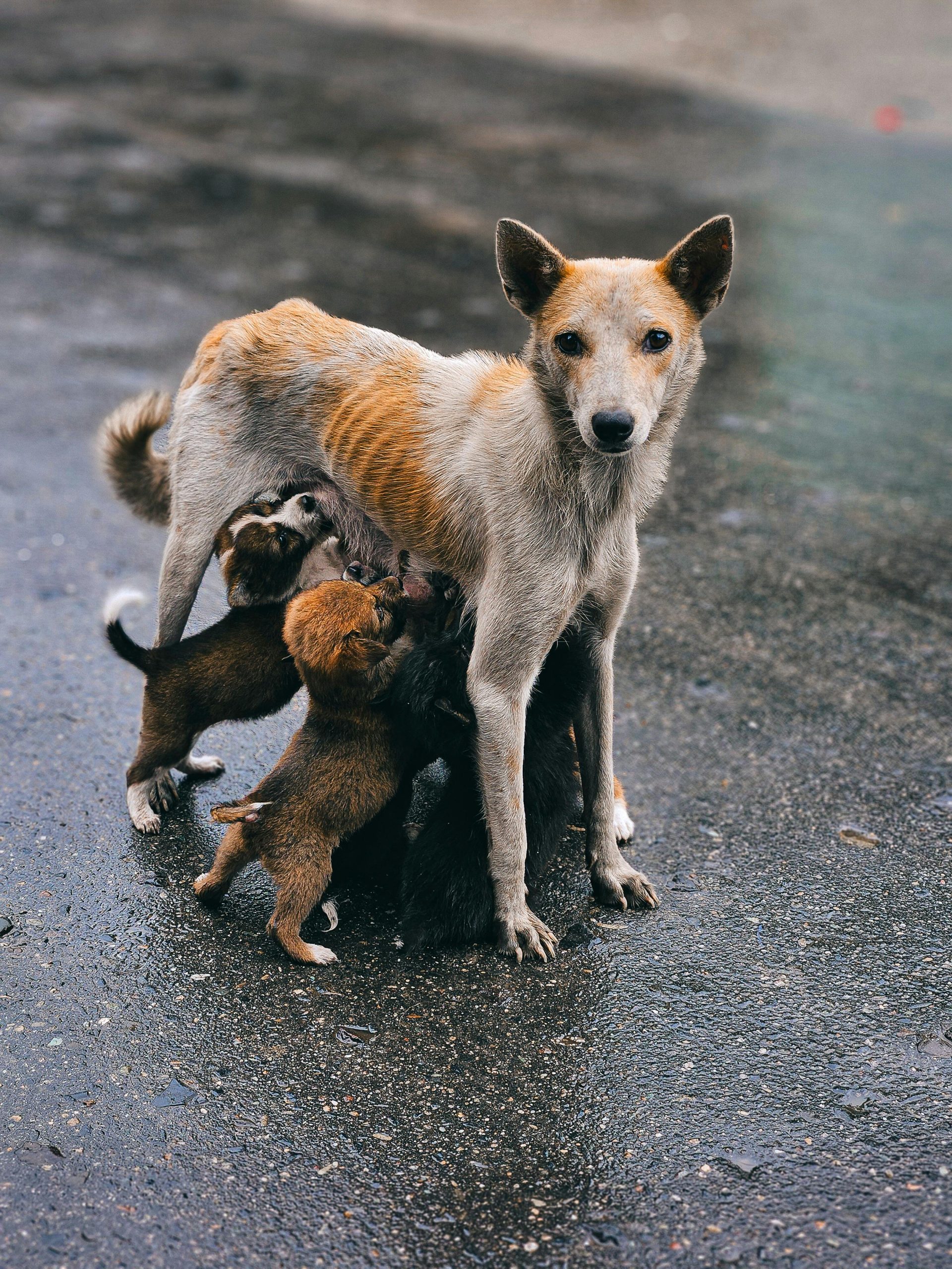 Caring For A Puppy For Comfort And Safety