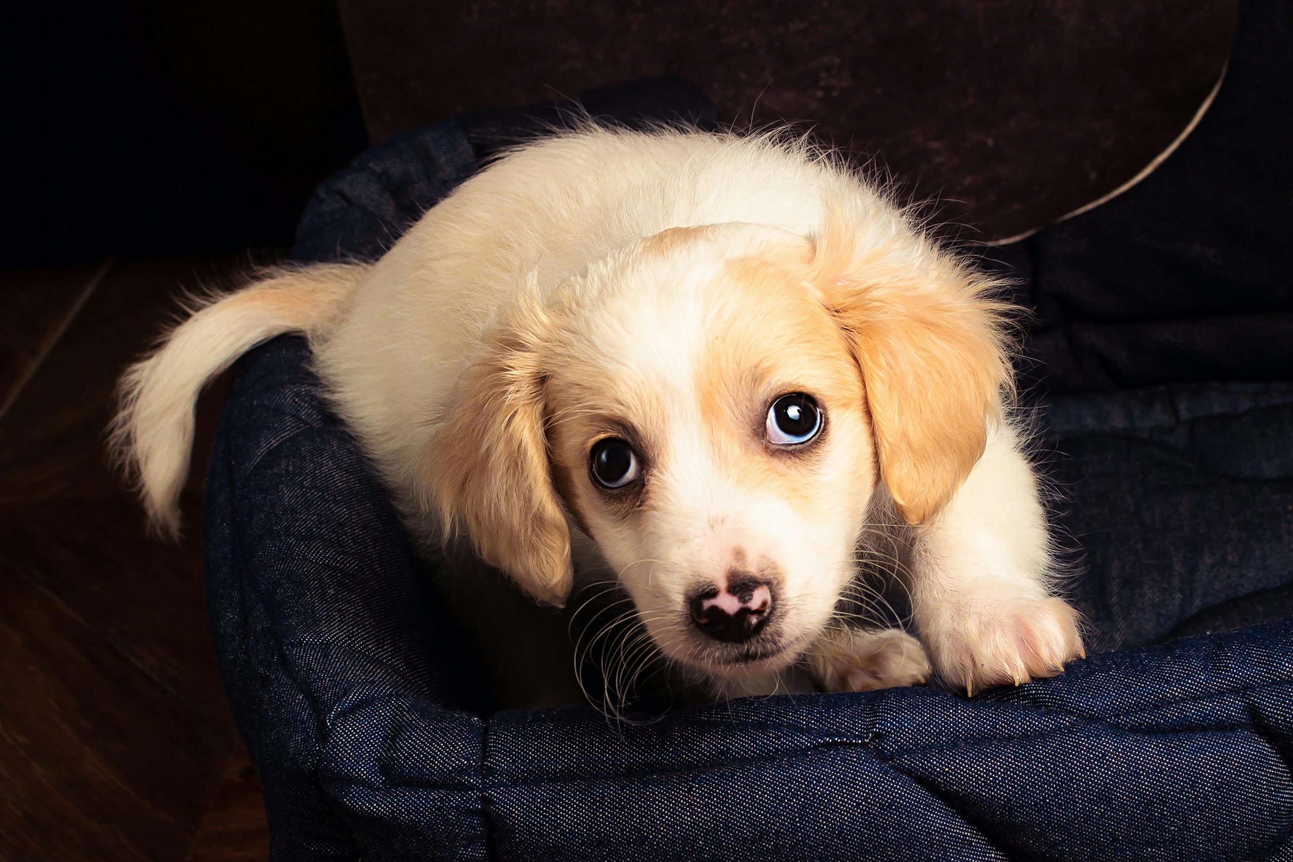 Caring For A Puppy Made Easy With Cozy Bedding