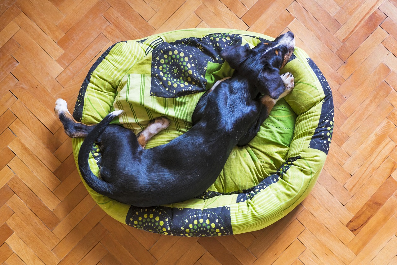 Caring For A Puppy With The Right Bed