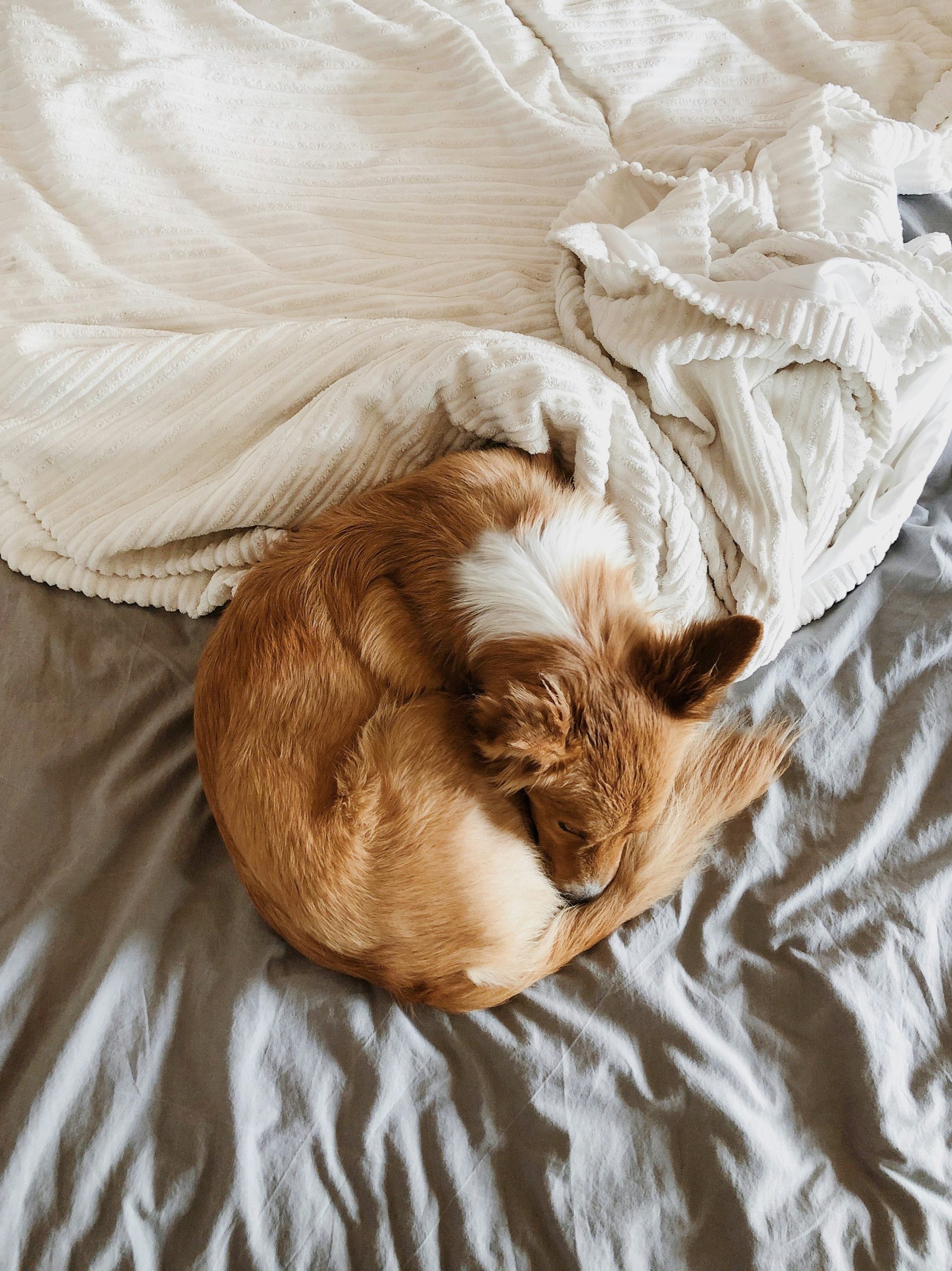 Caring For A Small Pet Using Proper Bedding Caring For A Small Pet Using Proper Bedding