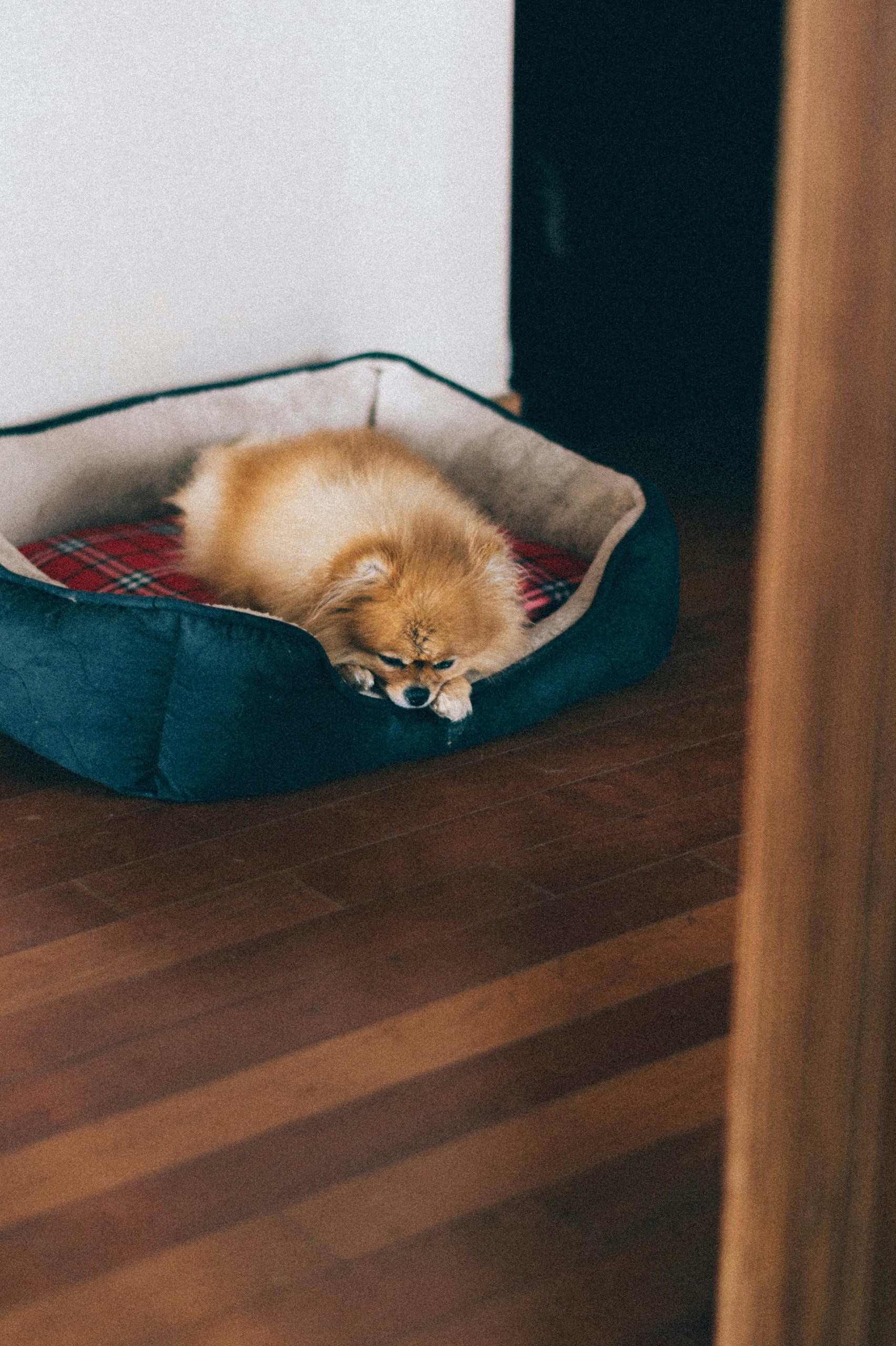 Cat Beds for Indoor Cat Dog Bed Dog Donut Bed Small Pet Bed Dog Calming Bed Warm Puppy Bed Cat Beds Baby Kitten Bed Fluffy Donut Bed Up to 7 Lbs Small Pet
