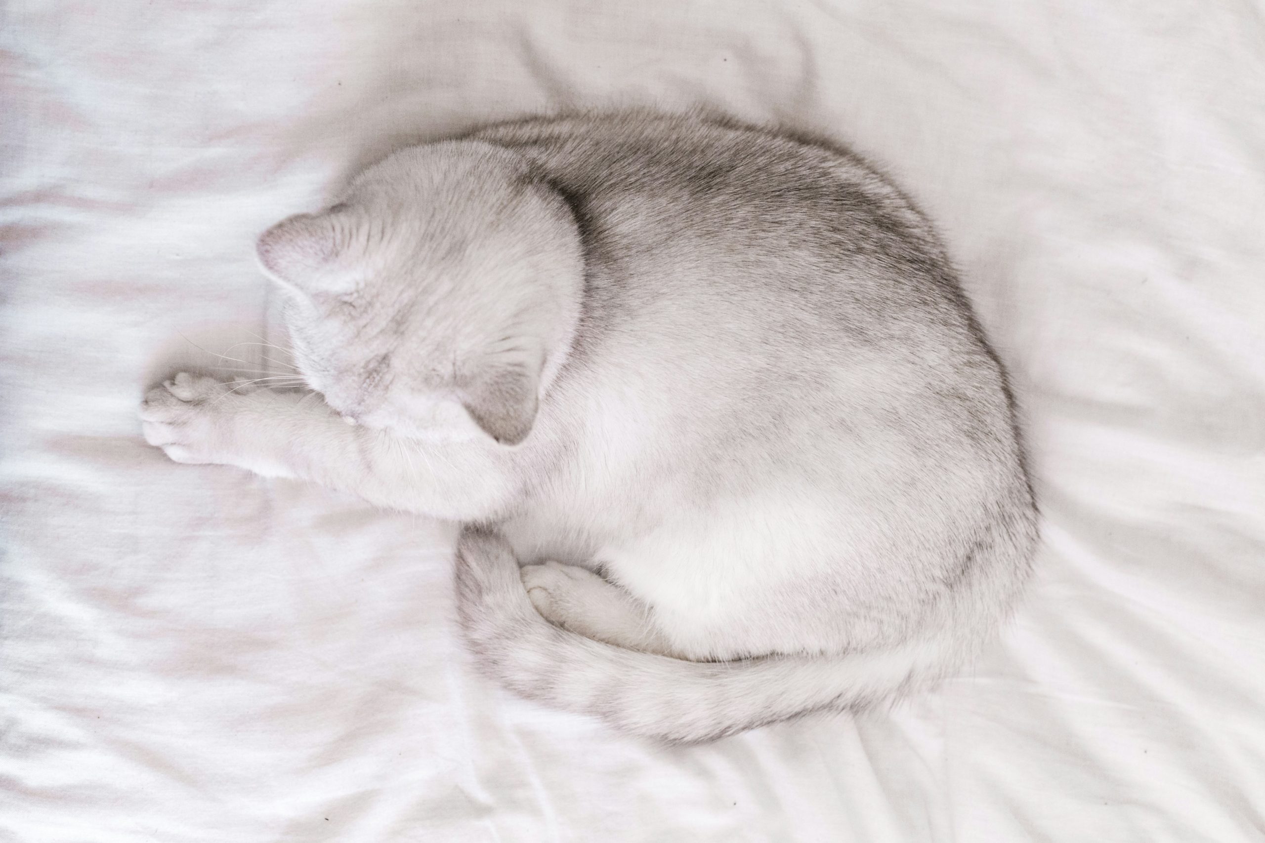 Cat Beds for Indoor Cat Dog Bed Dog Donut Bed Small Pet Bed Dog Calming Bed Warm Puppy Bed Cat Beds Baby Kitten Bed Fluffy Donut Bed Up to 7 Lbs Small Pet