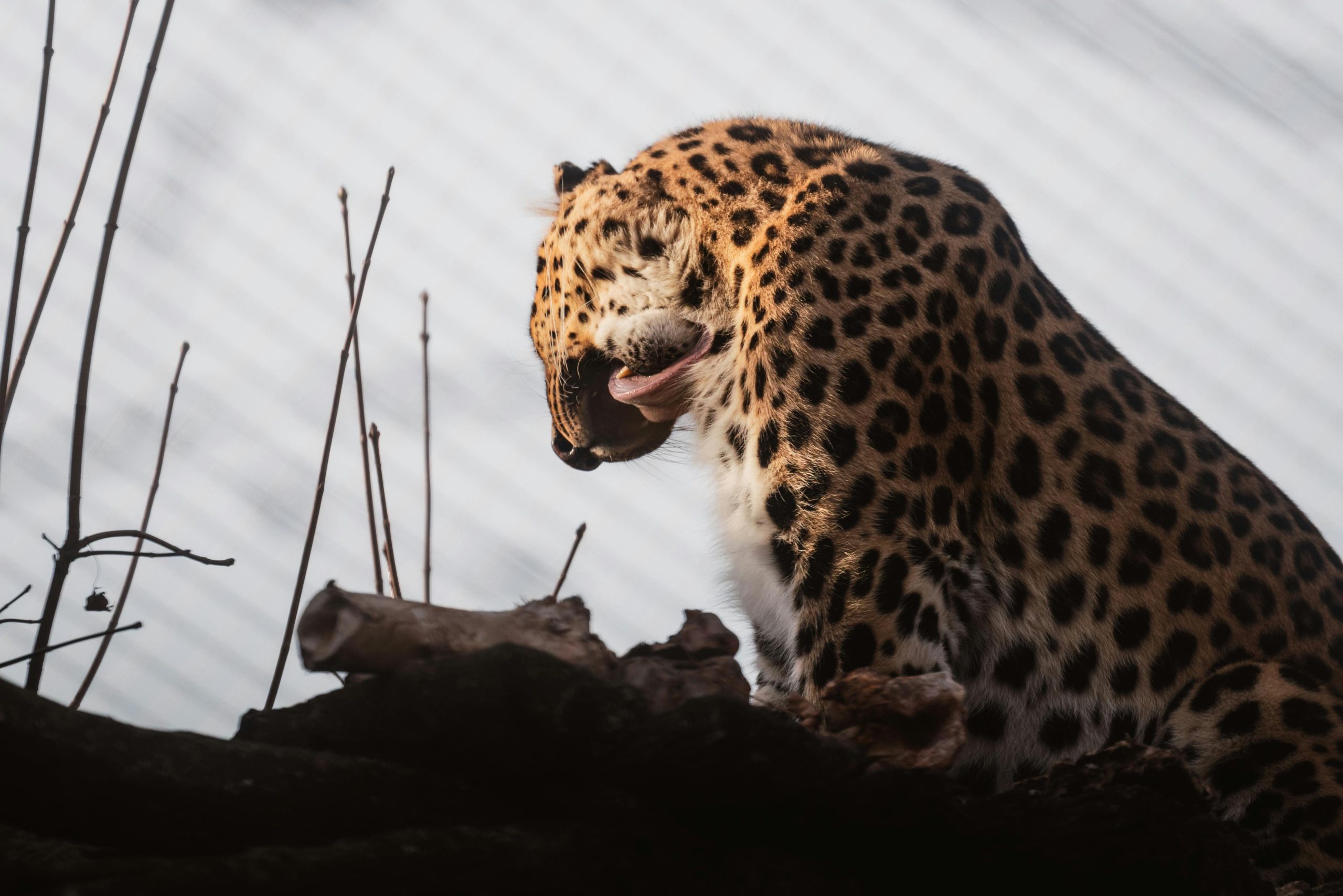 Finenohoory Small Cat Bed Small Pet Bed Puppy Bed for Cats and Dogs Soft Cover Bunny Bed Indoor Use Kitten Bed Bunny Bed for Kittens and Puppies