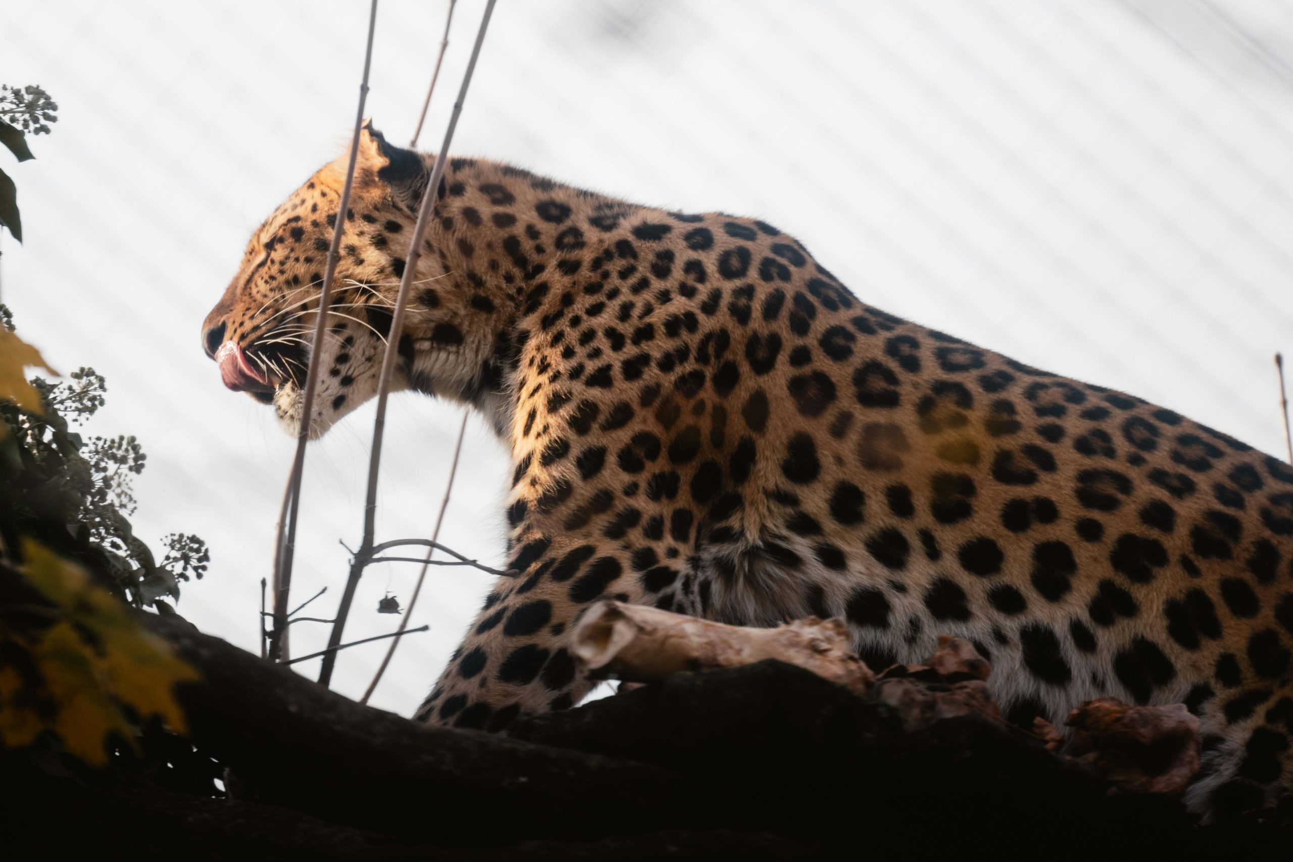 Finenohoory Small Cat Bed Small Pet Bed Puppy Bed for Cats and Dogs Soft Cover Bunny Bed Indoor Use Kitten Bed Bunny Bed for Kittens and Puppies