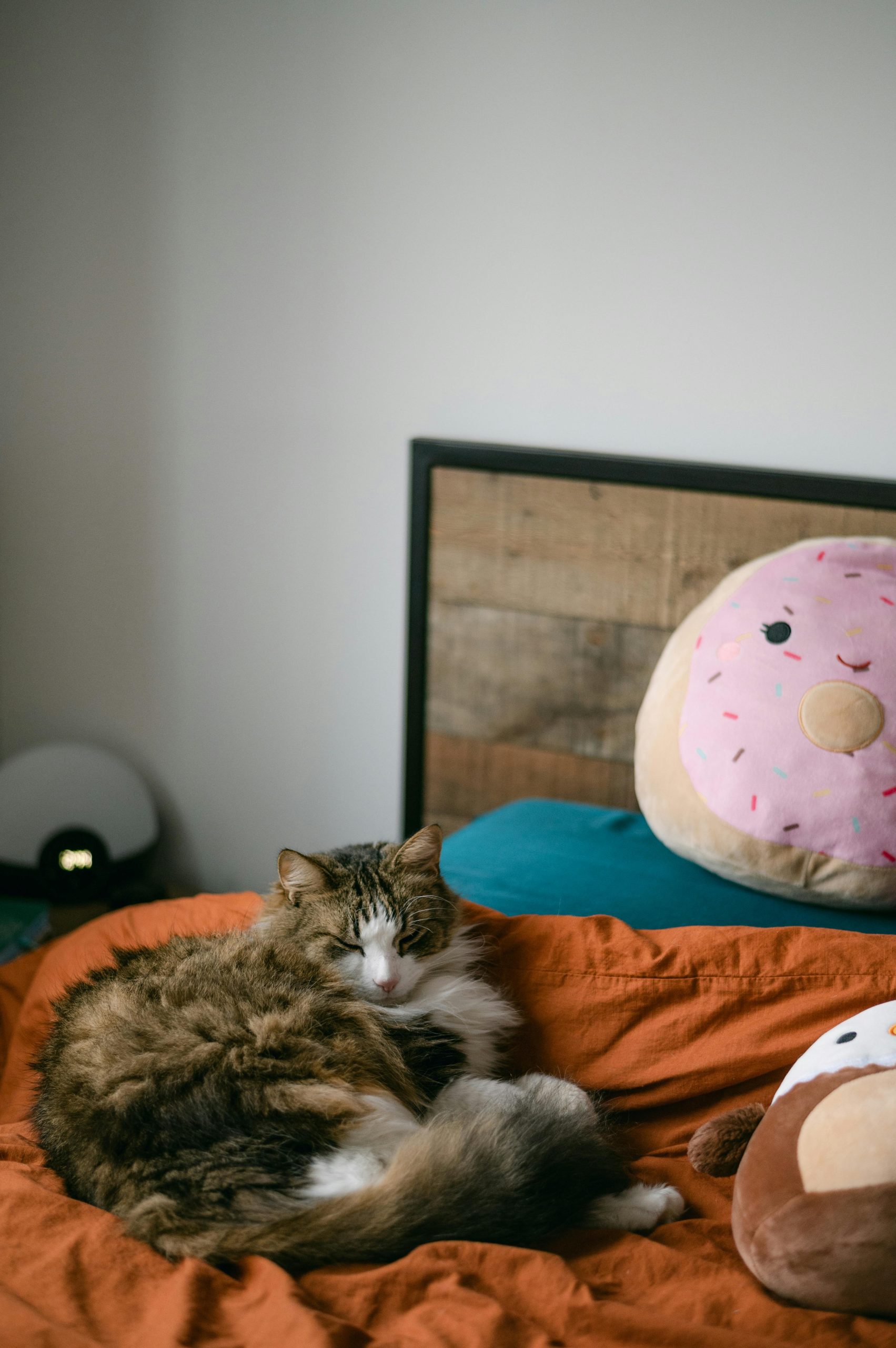 Fluffy Donut Dog Bed for Puppies Cat Bed Plush Soft Faux Fur Non-Slip Bottom Indoor Cozy Comfortable Pet Bed Bunny Pillow Dog Piilow Small for 3KG