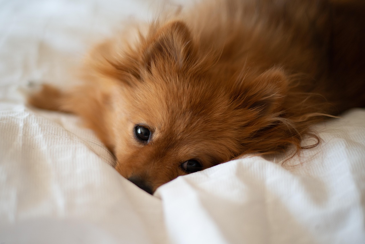 How To Choose The Perfect Puppy Bed
