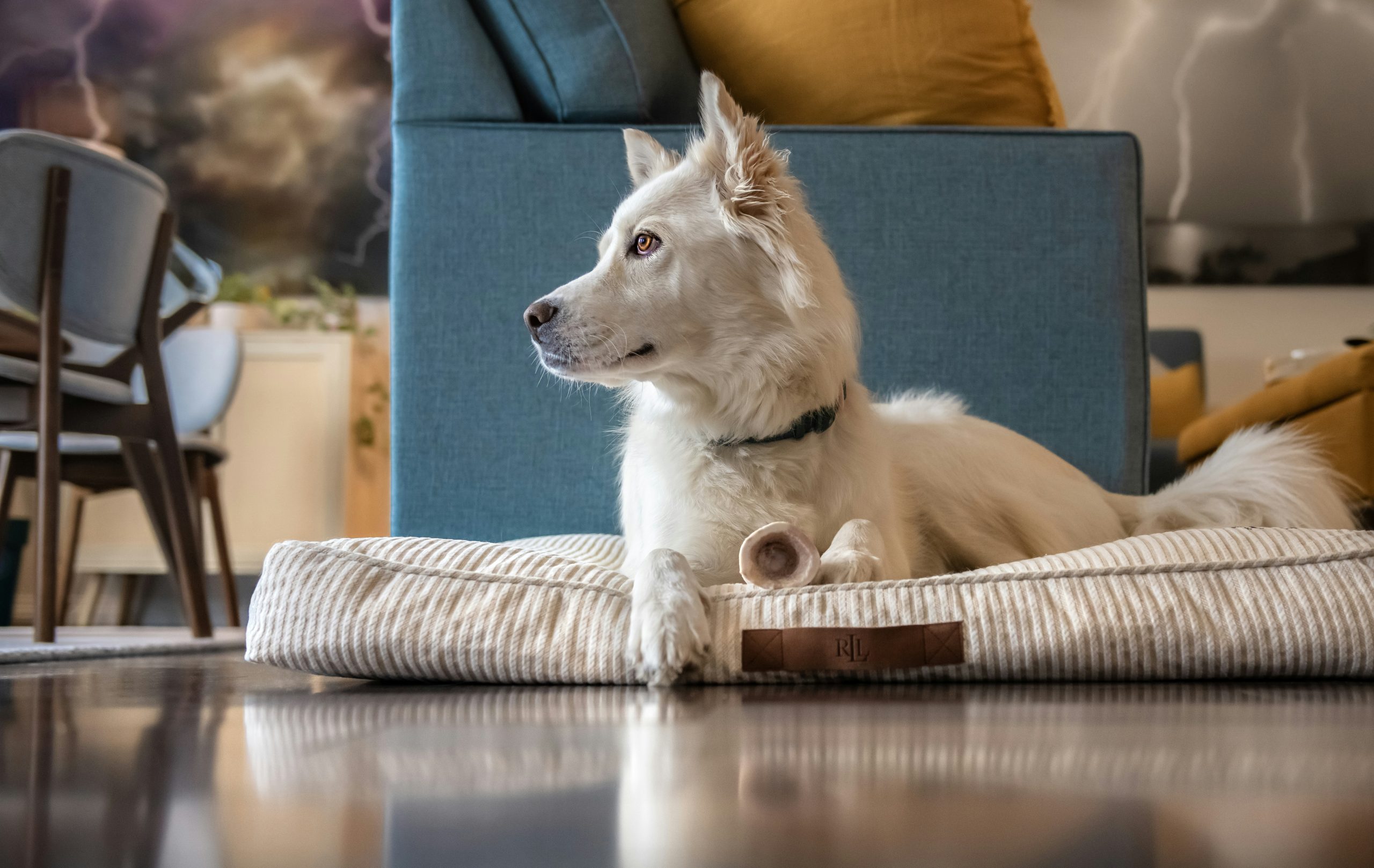 MIXJOY Dog Beds for Small Dogs Cats, Washable Dog Bed with Removable Cover, Soft Calming Cat Bed for Indoor Cats, Rectangle Pet Sofa Bed for Puppy Kitty, Anti-Slip Bottom,20x19x6, Beige MIXJOY Dog Beds for Small Dogs Cats, Washable Dog Bed with Removable Cover, Soft Calming Cat Bed for Indoor Cats, Rectangle Pet Sofa Bed for Puppy Kitty, Anti-Slip Bottom,20x19x6, Beige