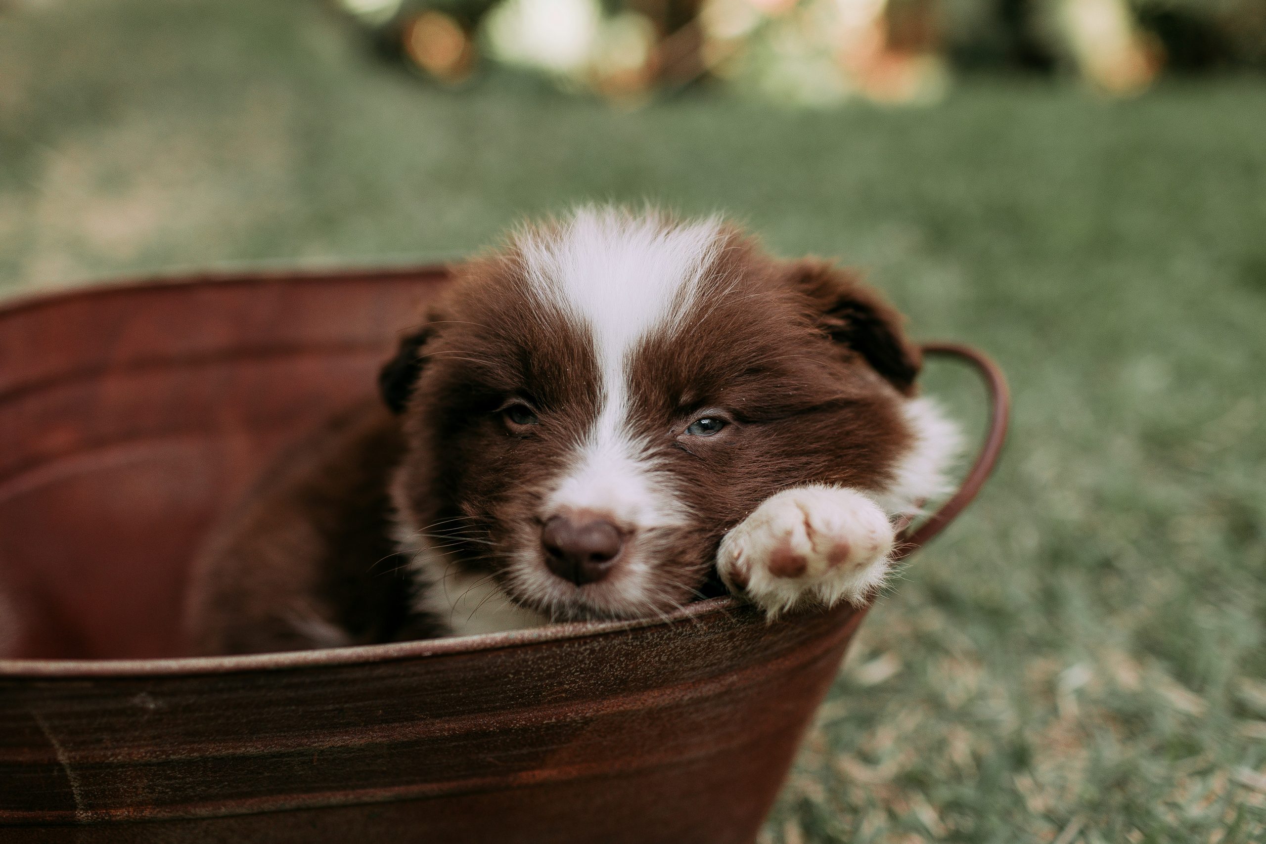 Puppy Care Essentials For New Pet Owners Puppy Care Essentials For New Pet Owners