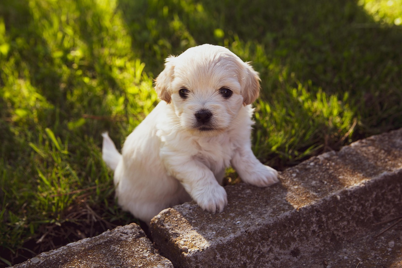 Puppy Care Tips For Better Sleep And Health
