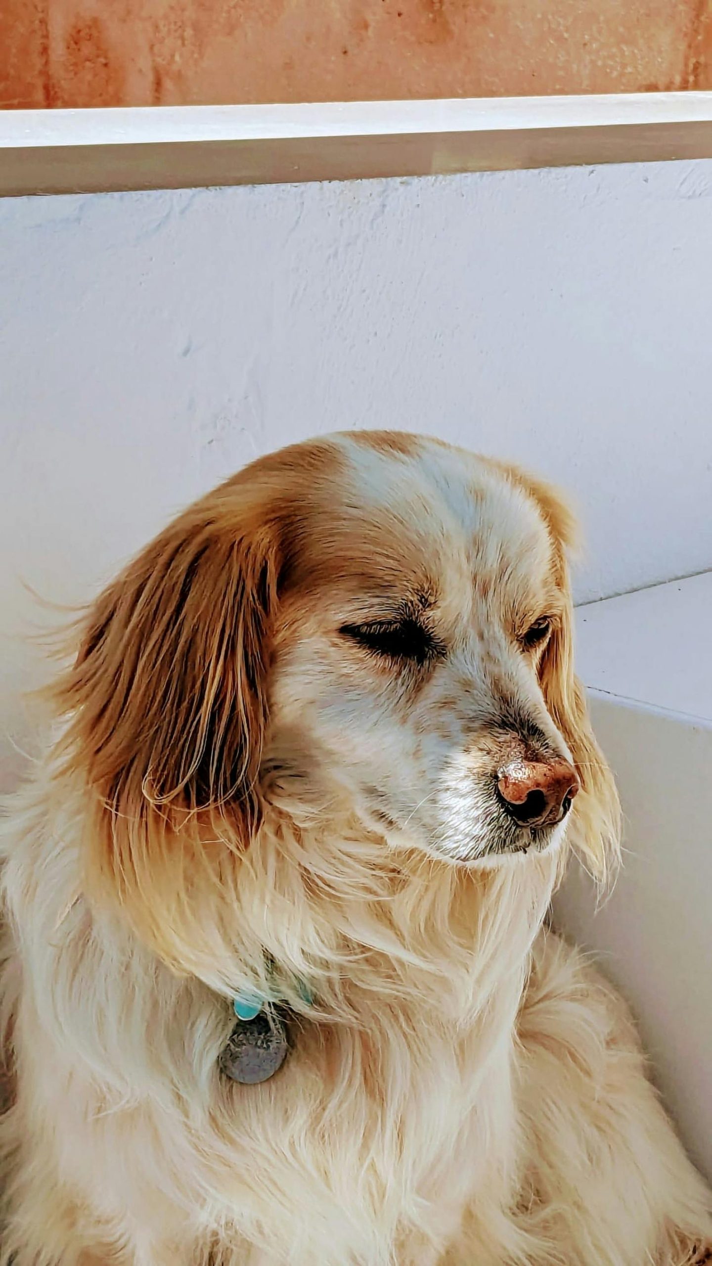 Raising A Puppy The Easy Way With Cozy Beds