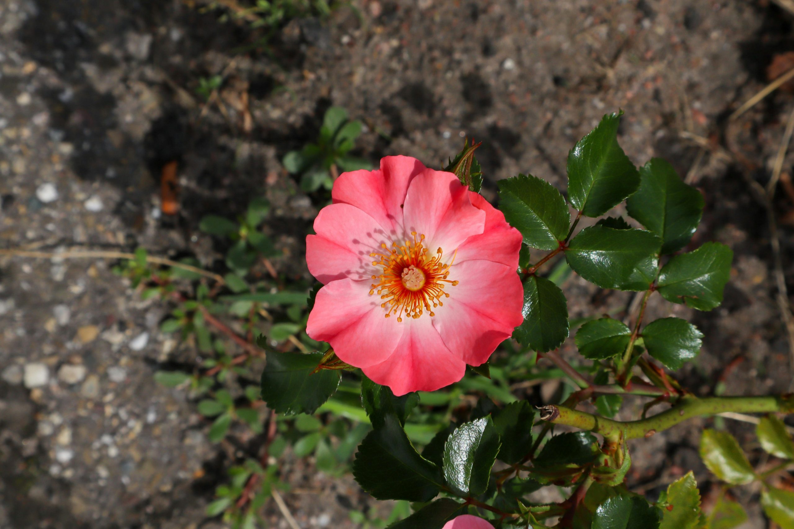 Raising A Puppy The Easy Way With Cozy Beds