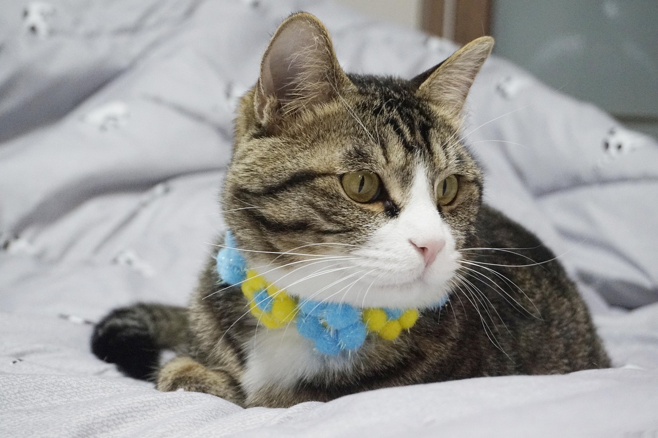 Small Pet Care Tips For Clean And Comfortable Bedding