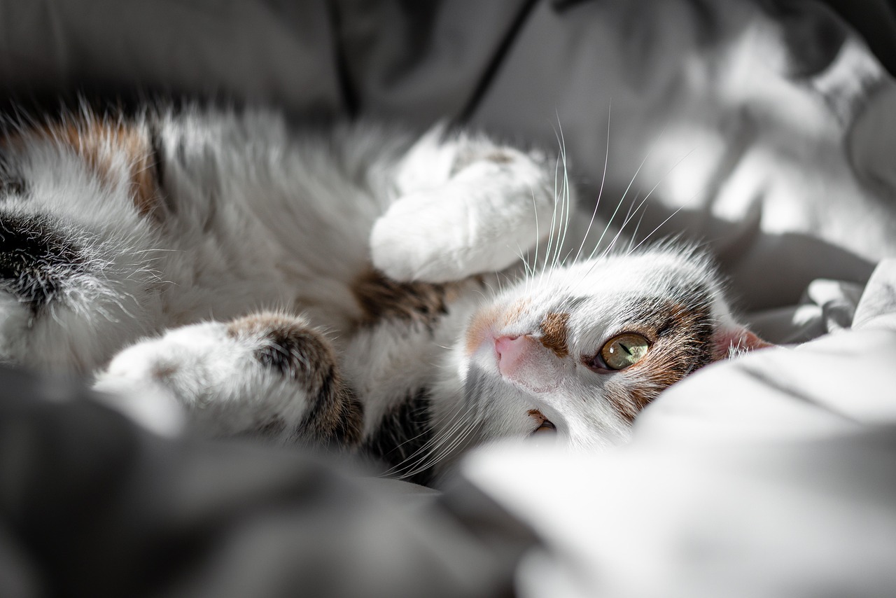 Small Pet Care Using The Right Pet Beds