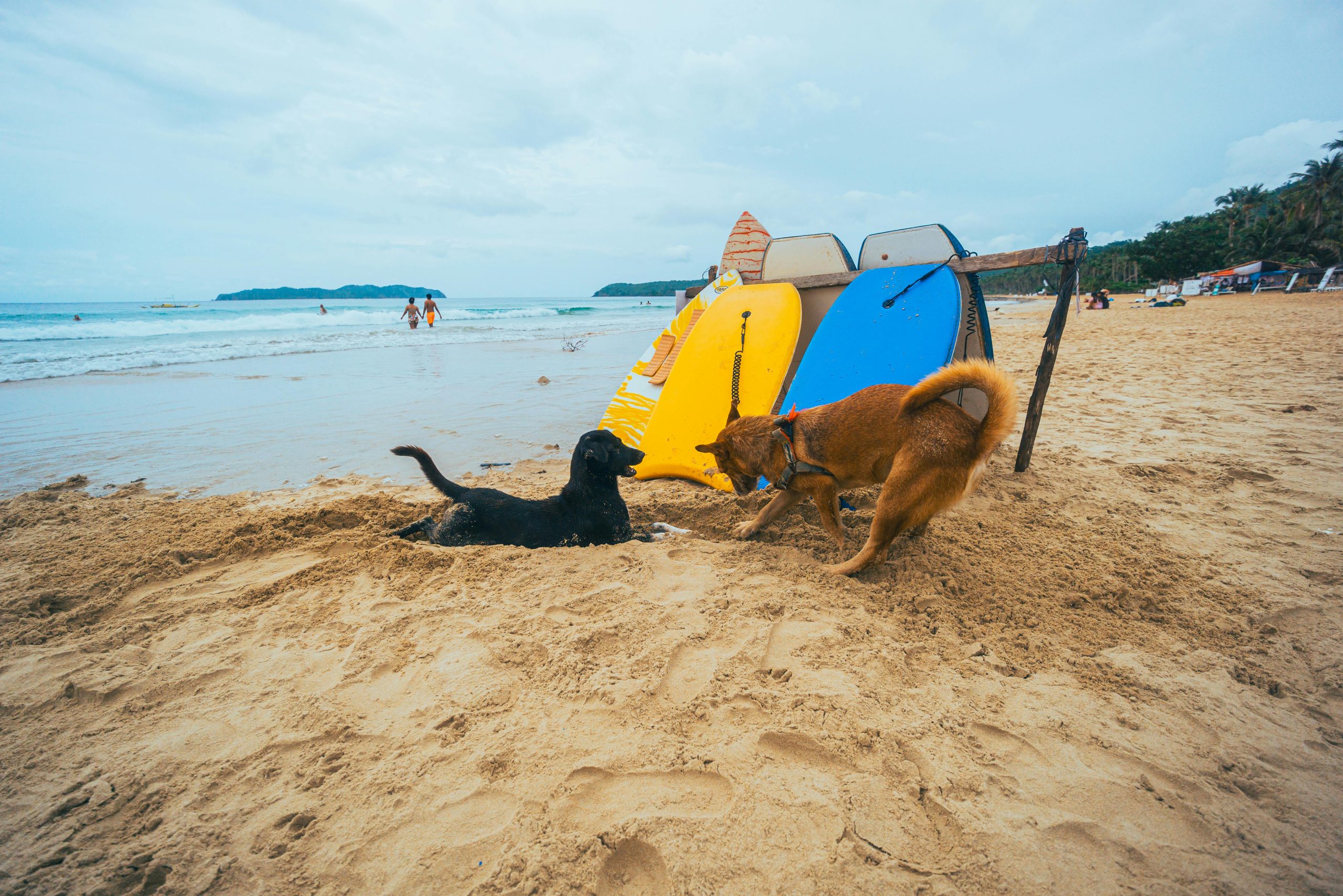 Soft And Supportive Puppy Bed For Better Sleep Soft And Supportive Puppy Bed For Better Sleep