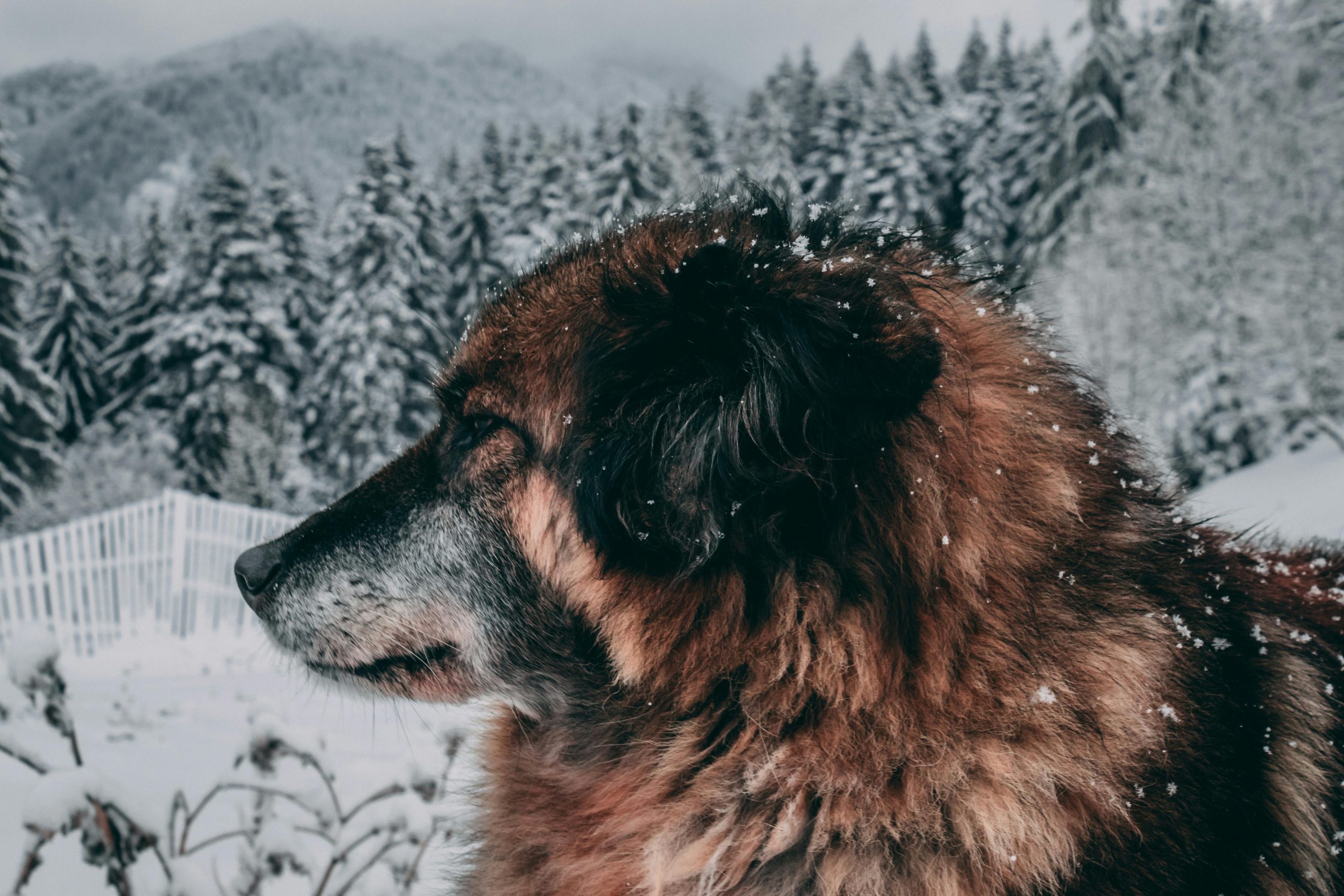 Soft And Supportive Puppy Bed For Better Sleep Soft And Supportive Puppy Bed For Better Sleep