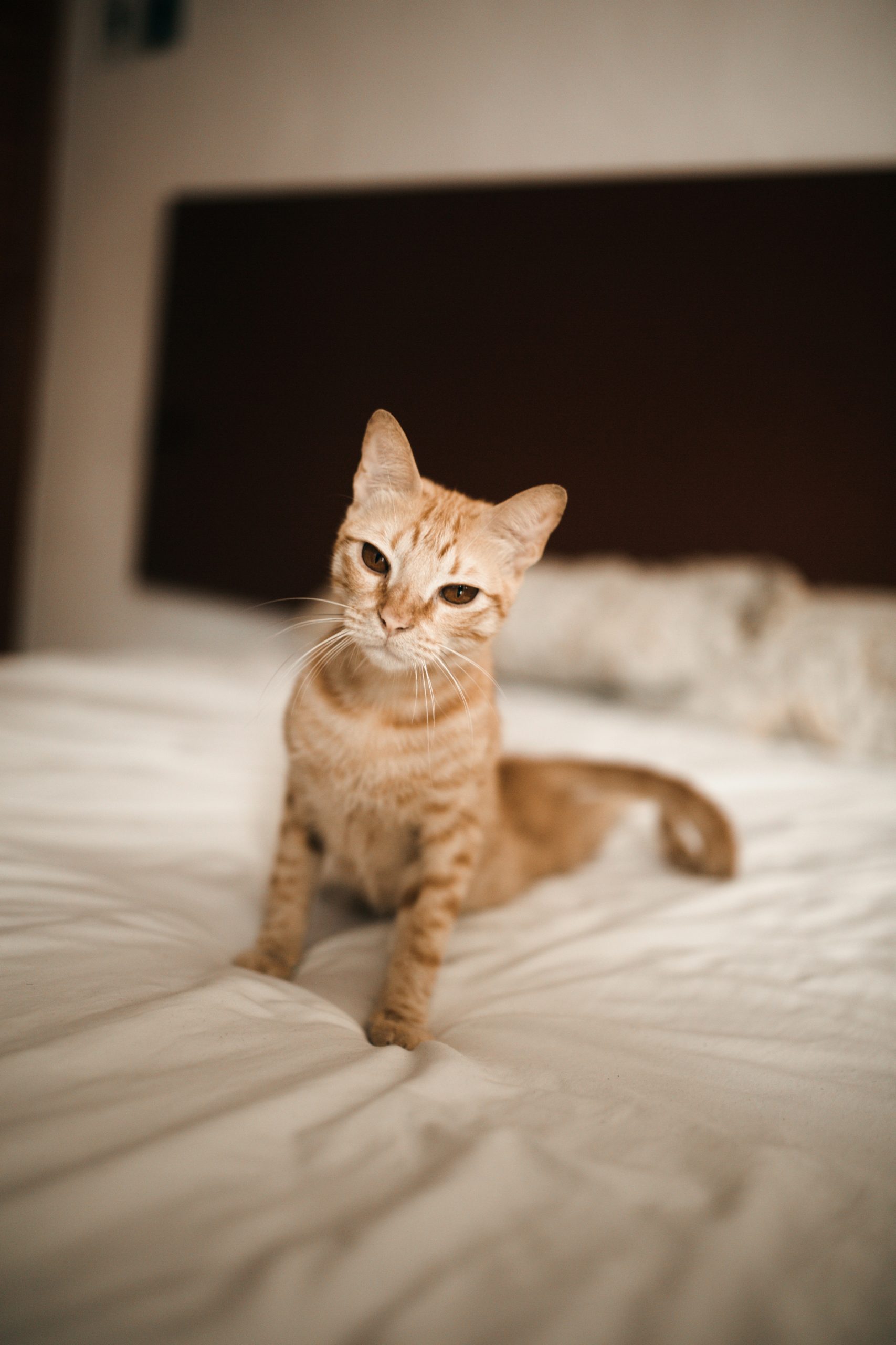 Affordable Polyester Pet Beds For Everyday Use