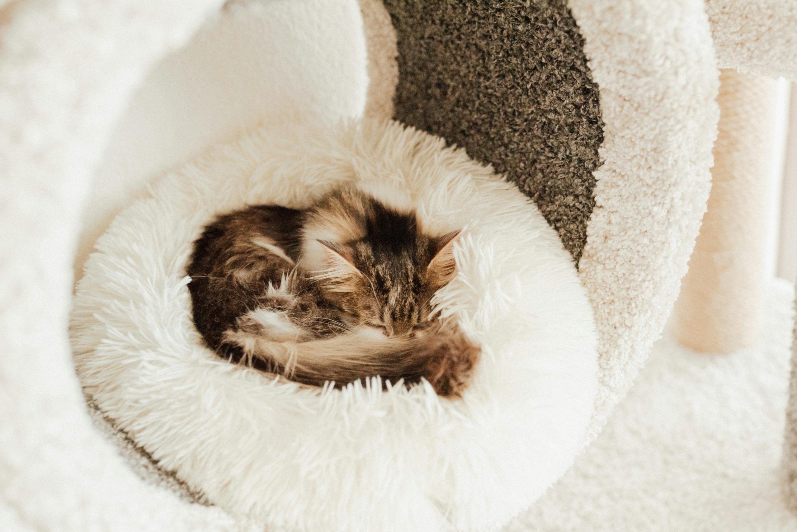 Microfiber Pet Beds For Soft And Comfortable Sleep