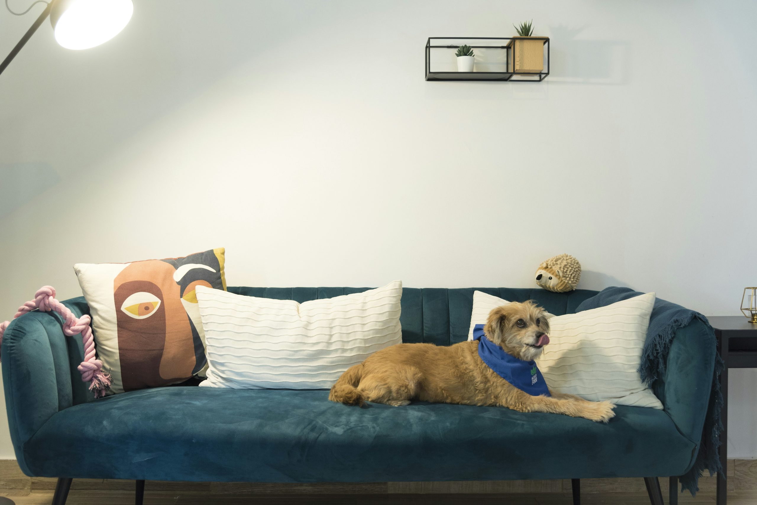 Organic And Eco-Friendly Pet Beds For Comfort Organic And Eco-Friendly Pet Beds For Comfort