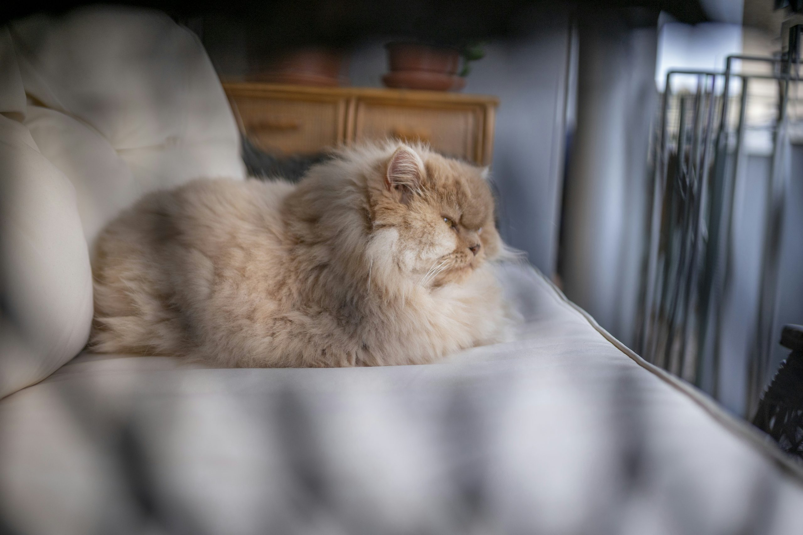 Self Warming Cat Bed, Heated Cat Bed, 2.0 Upgraded Thermal Foil Heating Pad, Plush Self-Heating Pet Mat for Crate, Floor, with Removable Washable Cover, Non-Slip, 15x19