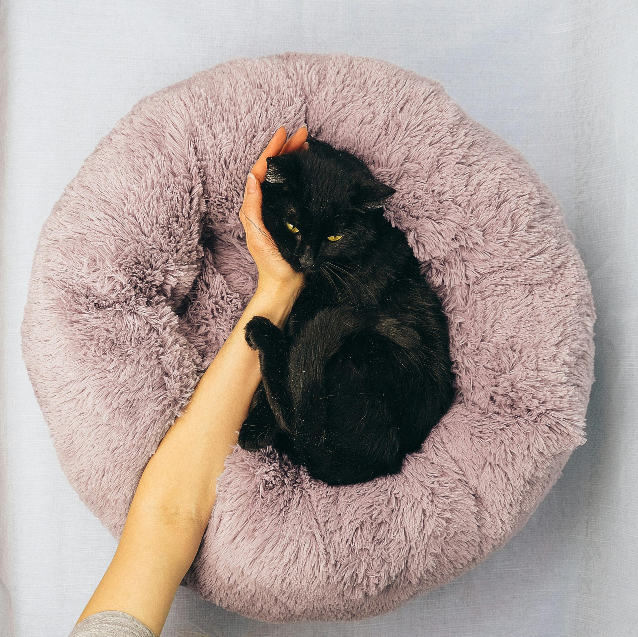 Whiskers  Friends Cat Bed, Cat Beds for Indoor Cats Washable, Orthopedic Soft Fluffy Round Calming Pet Bed for Small to Large Kitty Kittens  Dogs, Small Dog Beds  Furniture