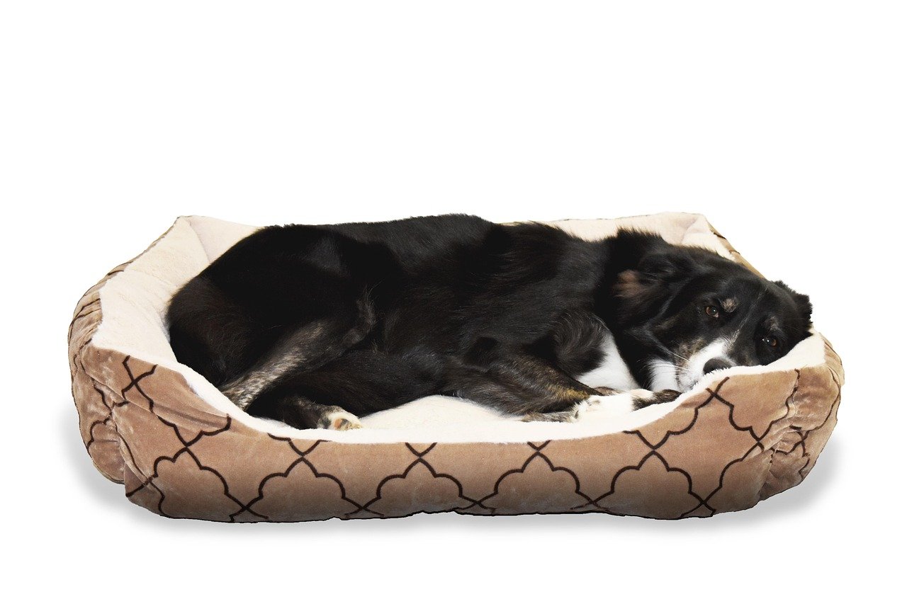Makerfire Elevated Dog Bed, Indoor/Outdoor Raised Dog Cot for Small Dogs, Detachable Pet Bed with Non-Slip Feet, Polyester Cotton (19.5 L x 19.5 W x 6.4 H)